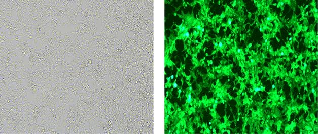 細(xì)胞培養(yǎng)及轉(zhuǎn)染服務(wù)