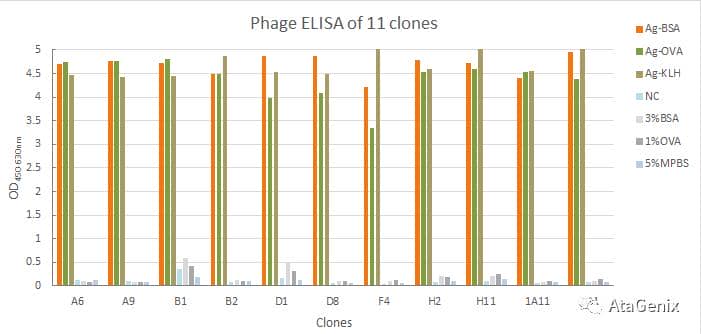 人重組scFv噬菌體展示抗體開(kāi)發(fā)