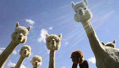 納米抗體-一種來自&ldquo;草泥馬&rdquo;的優質抗體