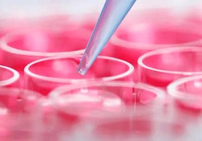 如何做好穩(wěn)定細(xì)胞株的篩選工作?