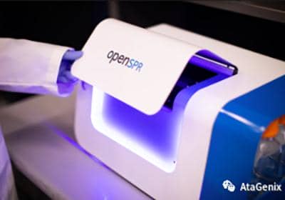 什么是抗體親和力成熟?如何提高抗體親和力？