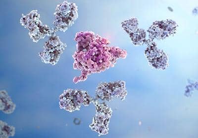 盤點(diǎn)抗體篩選中的一些常用方法