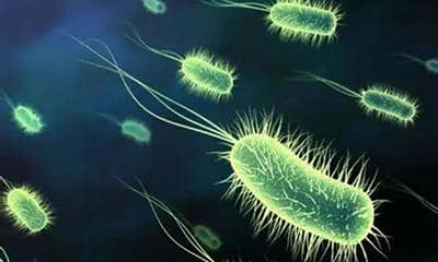 普健生物大腸桿菌重組蛋白表達服務包含哪些內容?