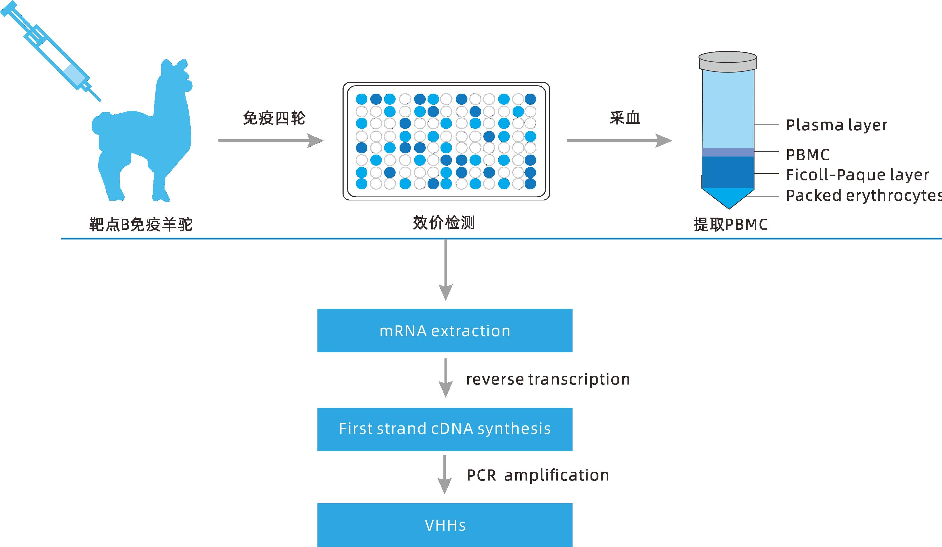 小分子大作用 ▏研發新動力，聚焦納米抗體