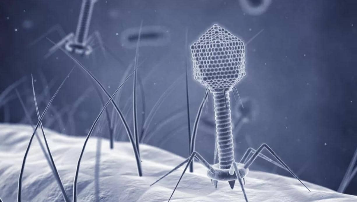 噬菌體展示技術(shù)在疫苗開發(fā)中的應用