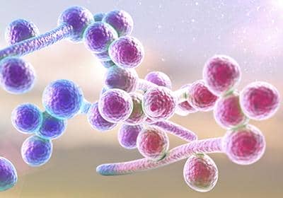 重組蛋白表達真核表達系統(tǒng)的優(yōu)勢體現(xiàn)在哪些方面?