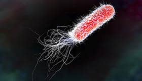 五大蛋白表達系統(tǒng)之一的大腸桿菌表達系統(tǒng)有哪些特點?