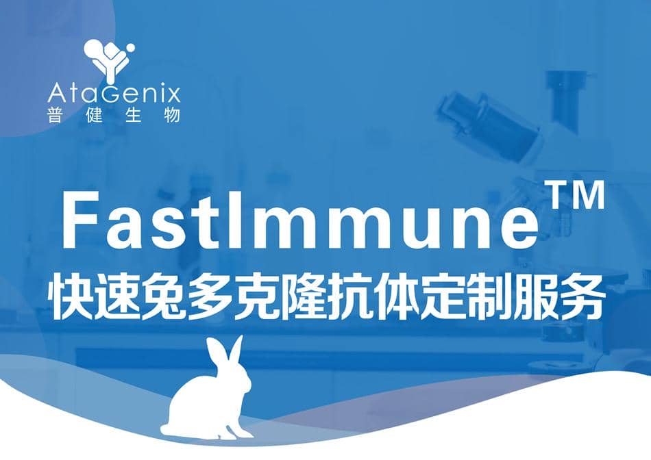 快速兔多克隆抗體定制服務
