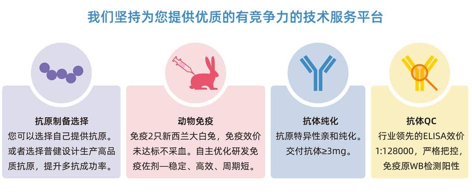快速兔多克隆抗體定制服務
