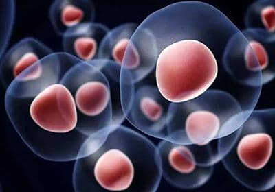 細胞凍存和復蘇過程中有哪些注意事項?