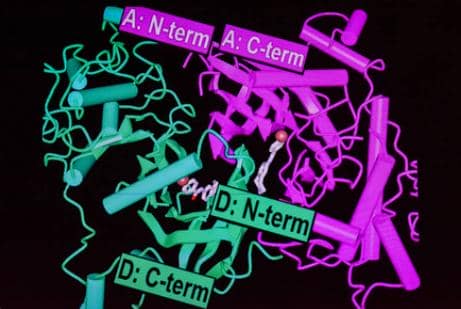 發現：通過KGDH控制組蛋白去甲基化