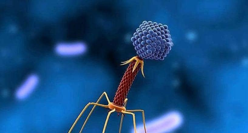 &Phi;X174噬菌體編碼蛋白抗生素的機制