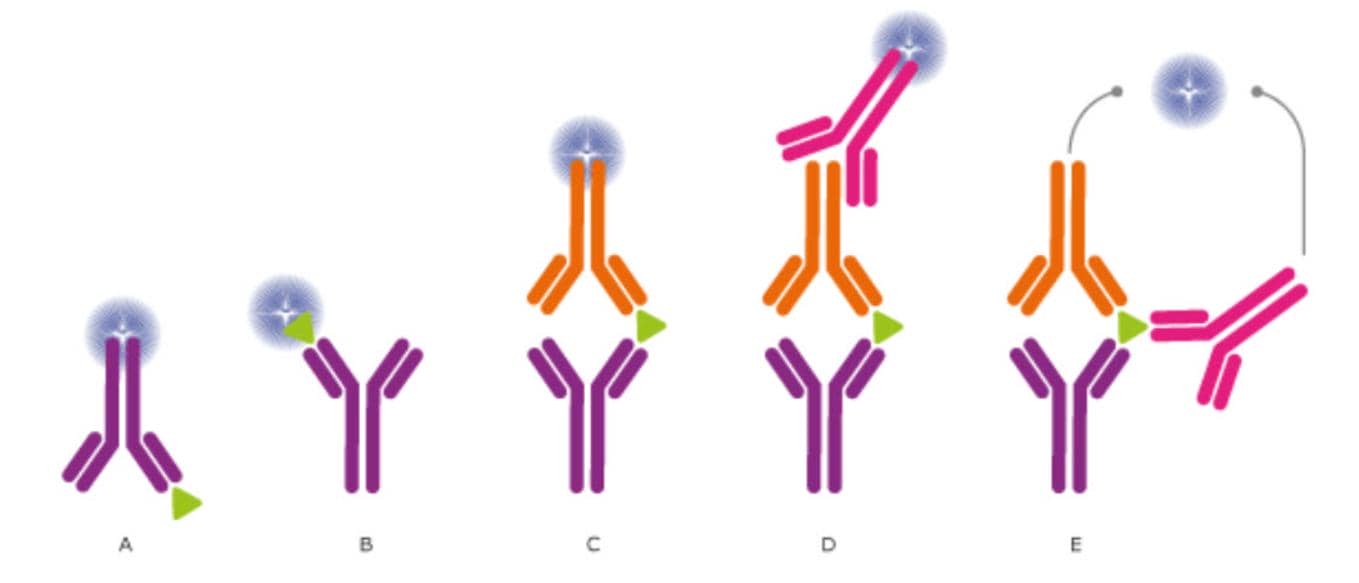 科研人&ldquo;磕CP&rdquo;的最高境界！抗體對(duì)開發(fā)技術(shù)服務(wù)助你Easy Everyday
