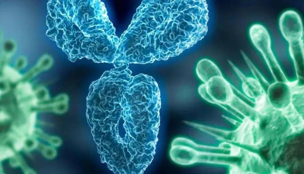 納米抗體偶聯物用于靶向癌癥治療和成像