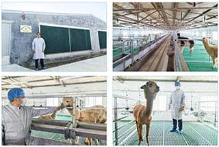 羊駝免疫（VHH）活動推廣月，探索納米抗體新科技！