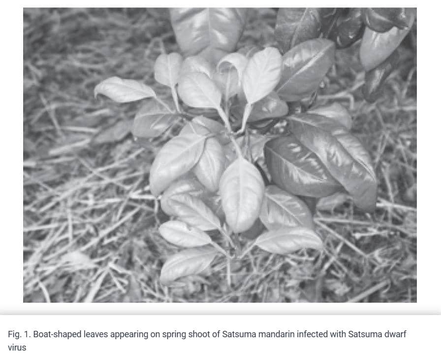 兔單克隆抗體作為高靈敏度檢測工具在植物學(xué)中的應(yīng)用