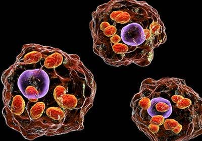 細胞體外培養需要滿足哪些條件?