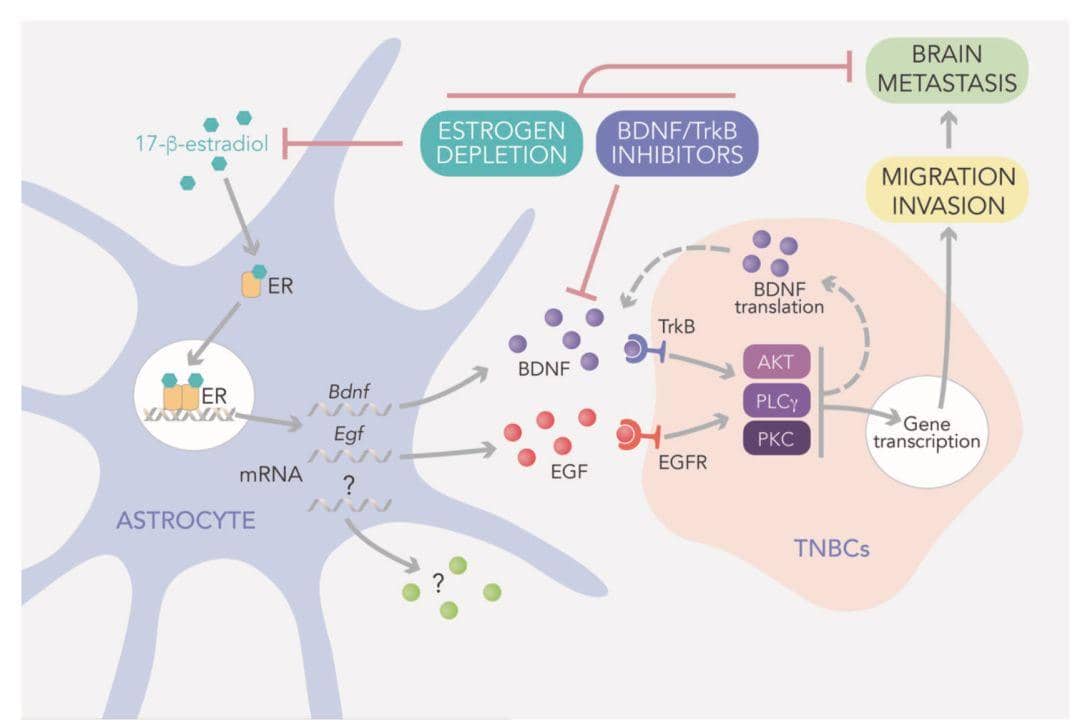 用于檢測雌激素受體&alpha;的新型兔單克隆抗體