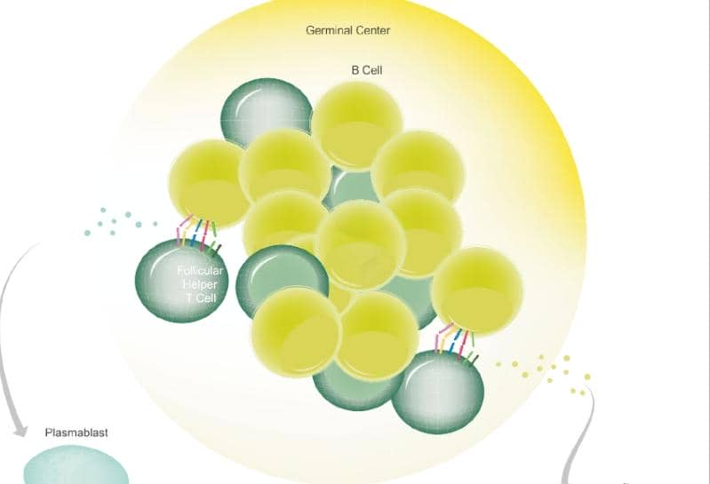 自身免疫中的B細胞代謝和自噬（上）