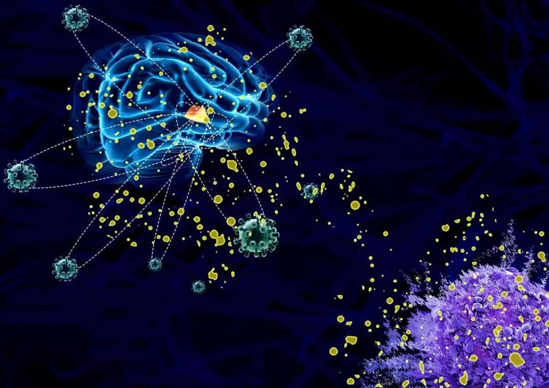 作為疾病靶點的B細(xì)胞代謝和自噬