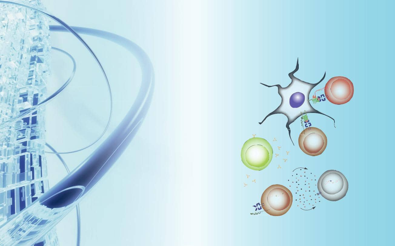 提高抗體人源化效率的設(shè)計流程