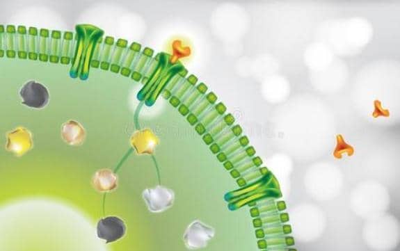 抗體藥物偶聯物在惡性腫瘤領域的臨床應用