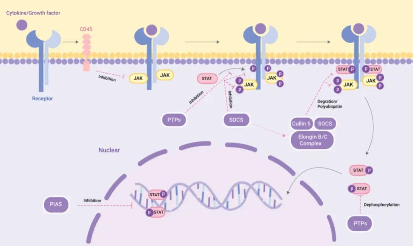 調(diào)控分子|先天免疫反應(yīng)負(fù)調(diào)節(jié)劑USP18蛋白參與的免疫反應(yīng)中的經(jīng)典信號(hào)通路及機(jī)制