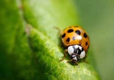 桿狀病毒昆蟲表達系統