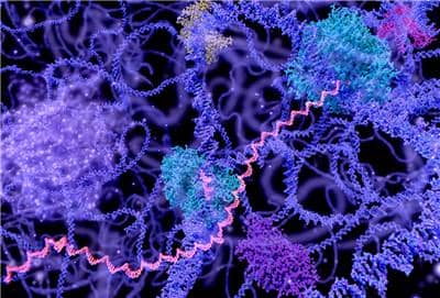 重組蛋白表達(dá)