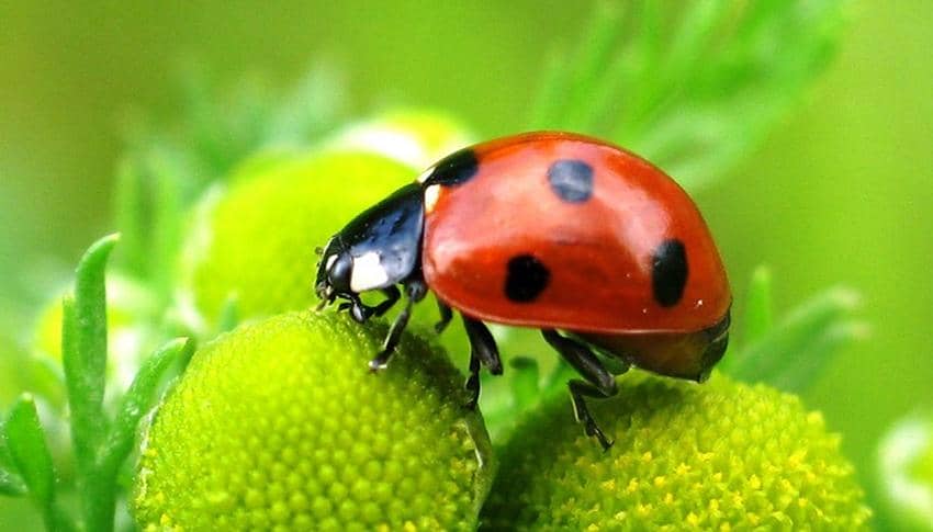 桿狀病毒昆蟲表達系統(tǒng)