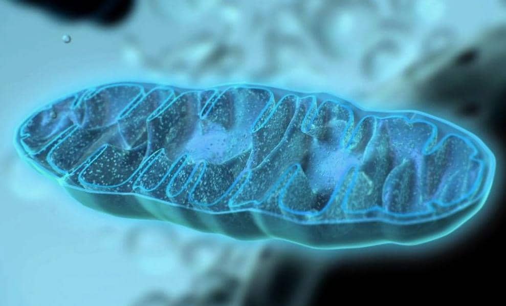 線粒體如何通過腫瘤-宿主互作中的核心作用調控調控腫瘤免疫
