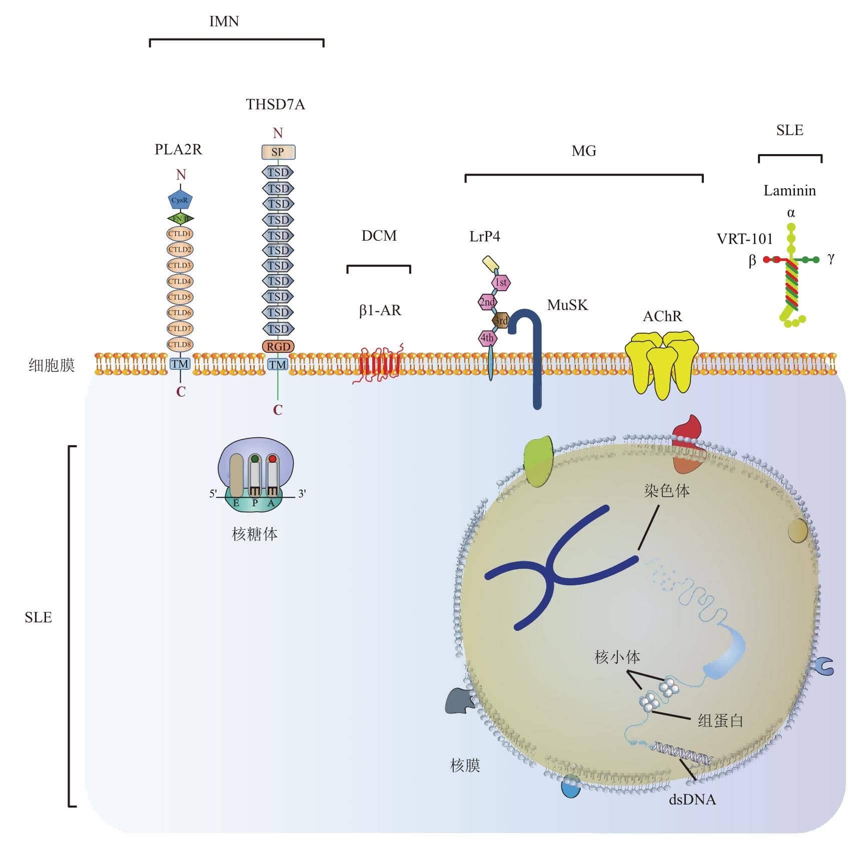 免疫吸附在多種自身免疫疾病中的實際應用
