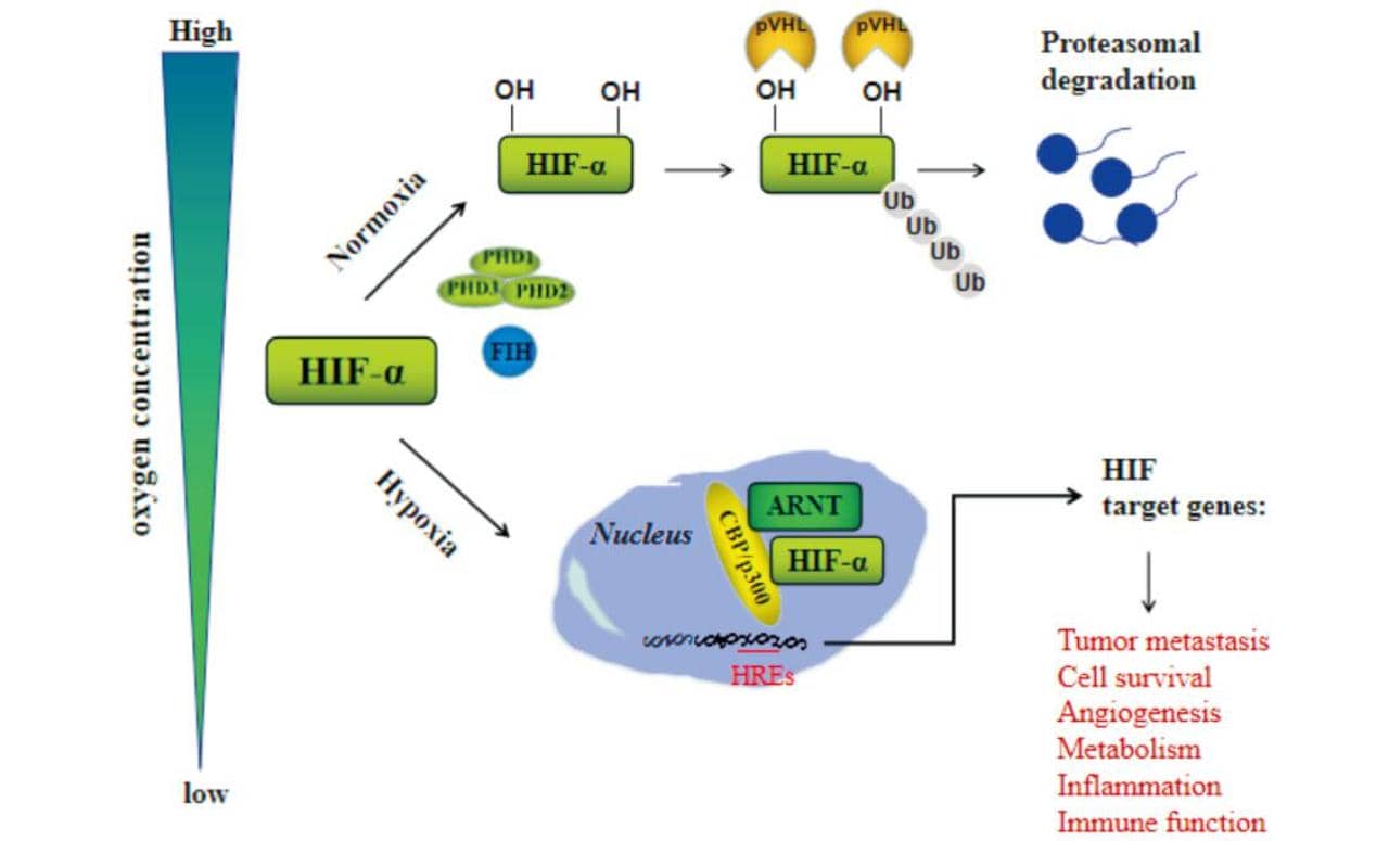 科學家發現蛋白質新功能，或是移植耐受力關鍵