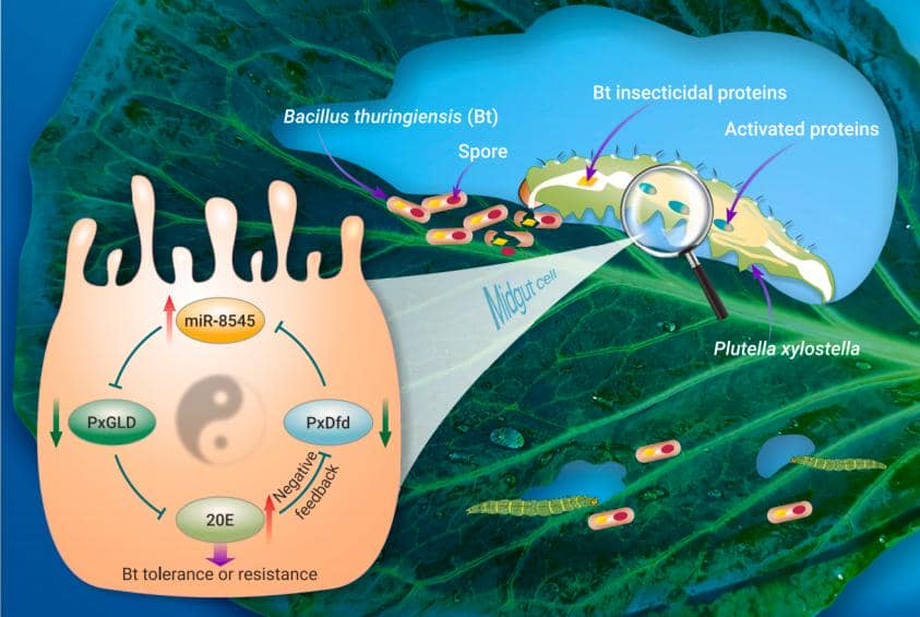 【技術(shù)分享第35期】破解小菜蛾抗Bt農(nóng)藥的奧秘&mdash;&mdash;普健生物抗體開發(fā)助力發(fā)現(xiàn)miR-8545關(guān)鍵角色