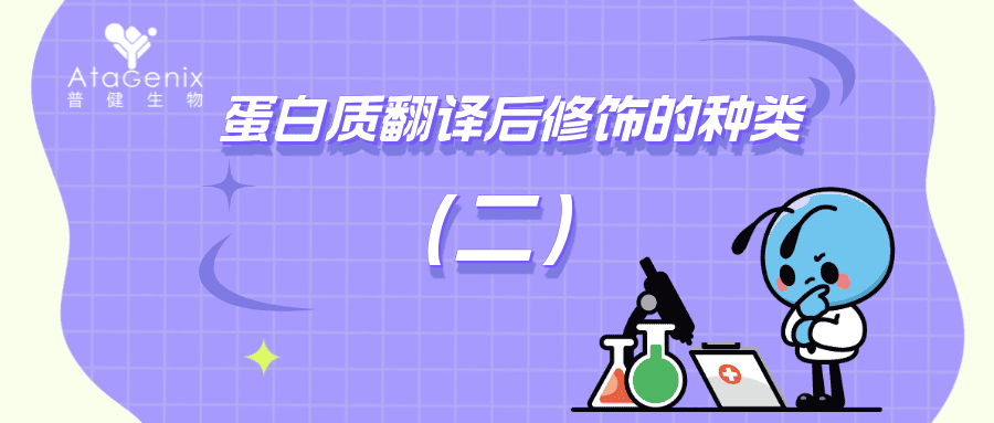 蛋白質(zhì)翻譯后修飾的種類與生物學(xué)意義（二）