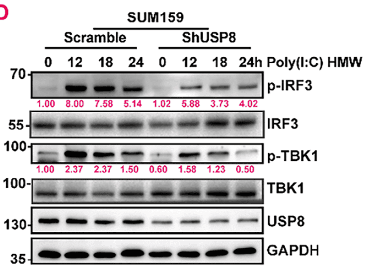 圖2：USP8 Ser718位點抗體在細胞中的磷酸化檢測示例（WB/Co-IP）