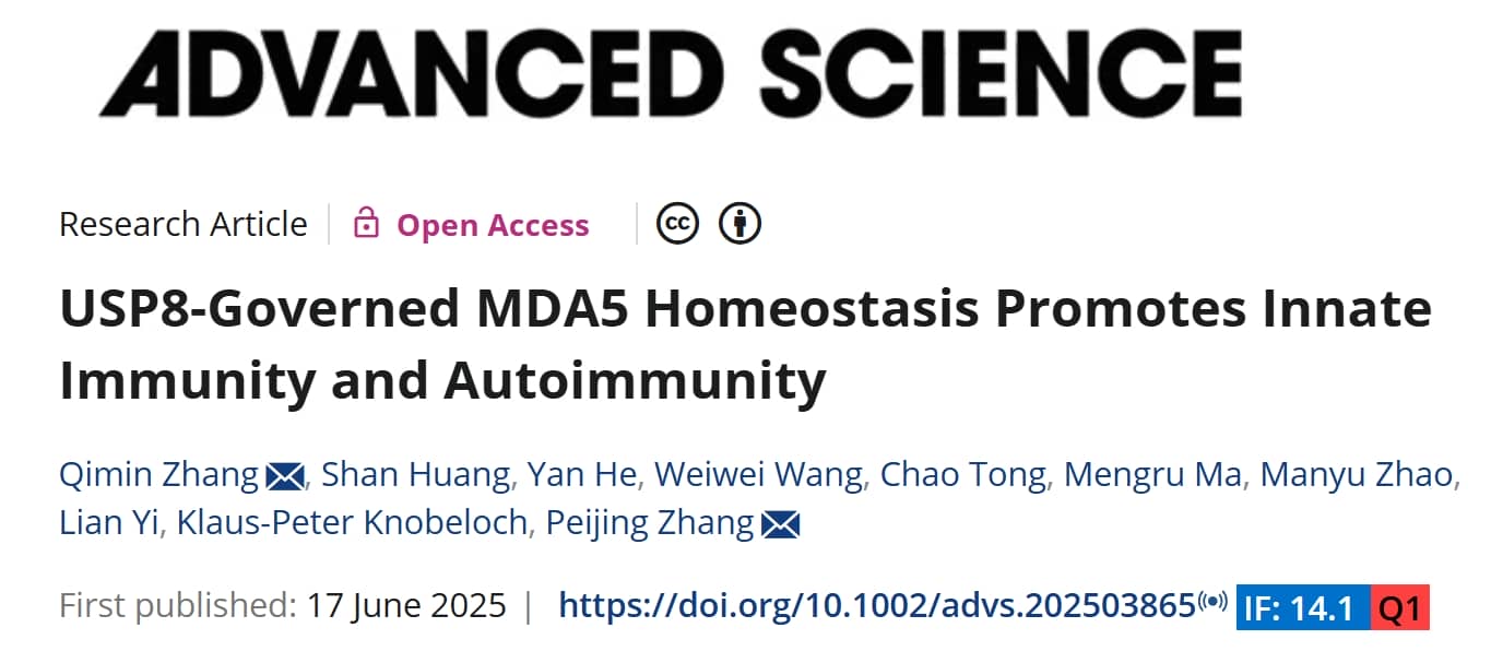 圖1：USP8–MDA5通路與AKT調控概覽示意圖