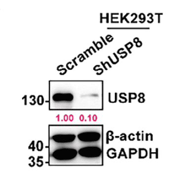 圖3：USP8 Ser718免疫原相關信息與應用示意