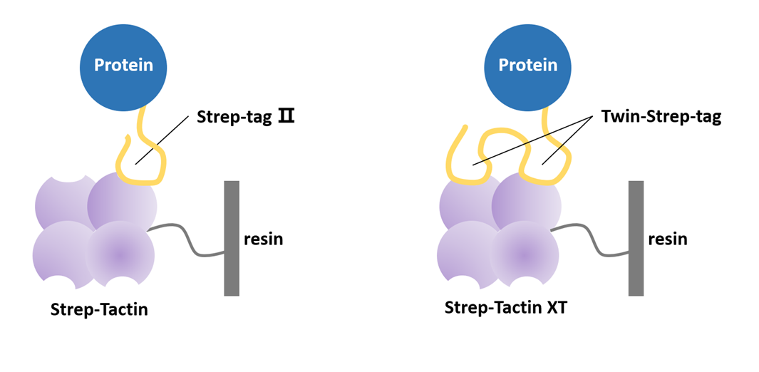 Strep標簽純化原理