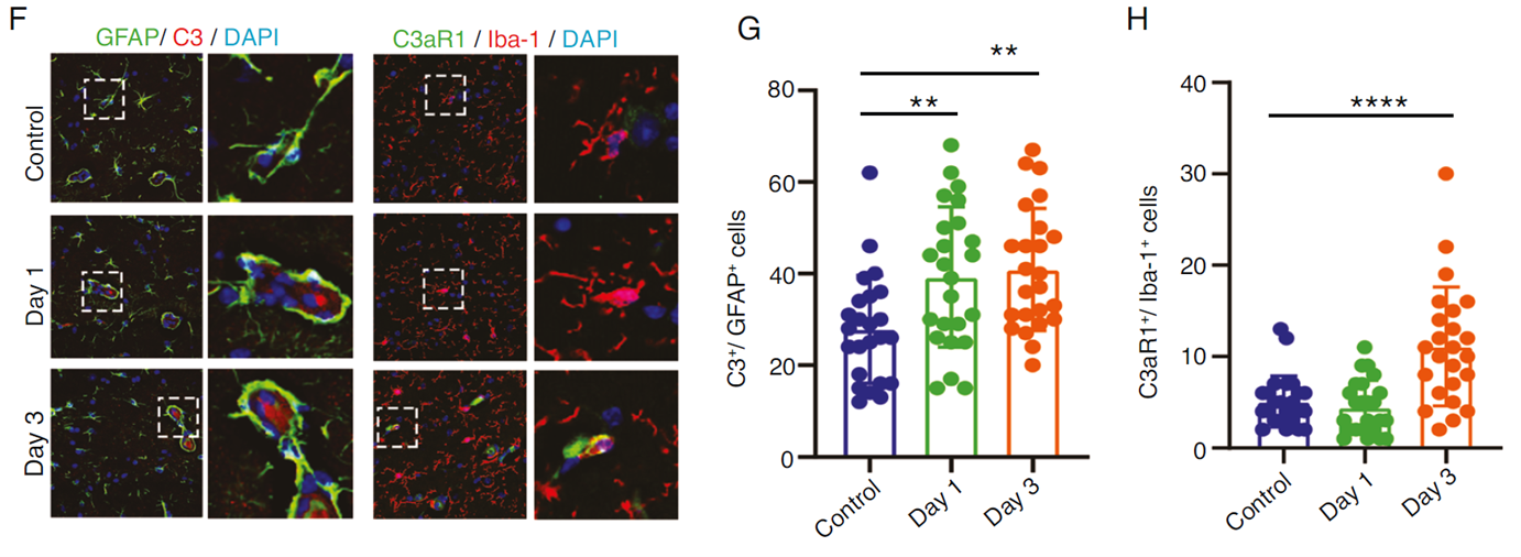 術(shù)后早期C3/C3aR通路介導(dǎo)的星形膠質(zhì)細胞與小膠質(zhì)細胞協(xié)同激活