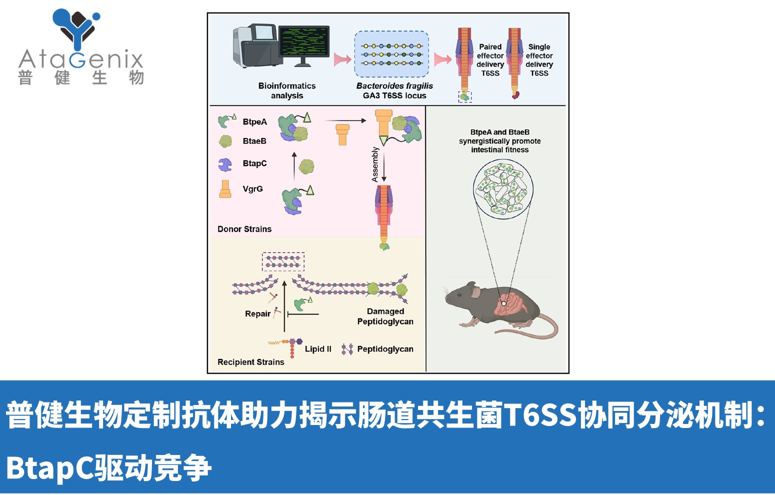 普健生物定制抗體助力揭示腸道共生菌T6SS協(xié)同分泌機(jī)制：BtapC驅(qū)動(dòng)競爭