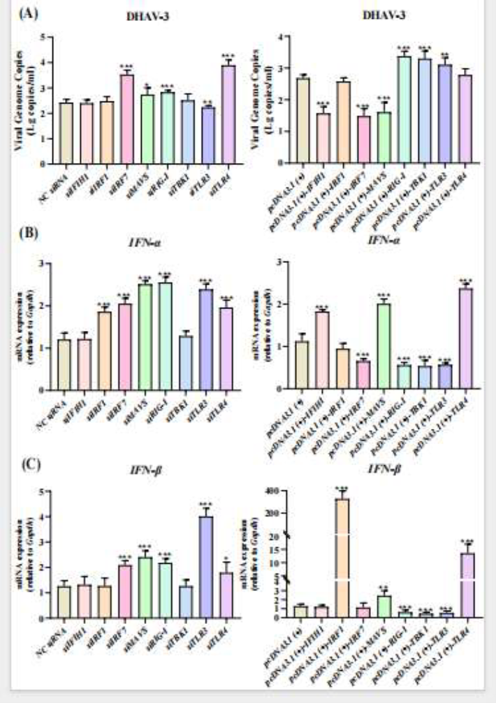 基因沉默和過表達對DHAV-3復制及IFN-I反應的影響在6小時后的反應