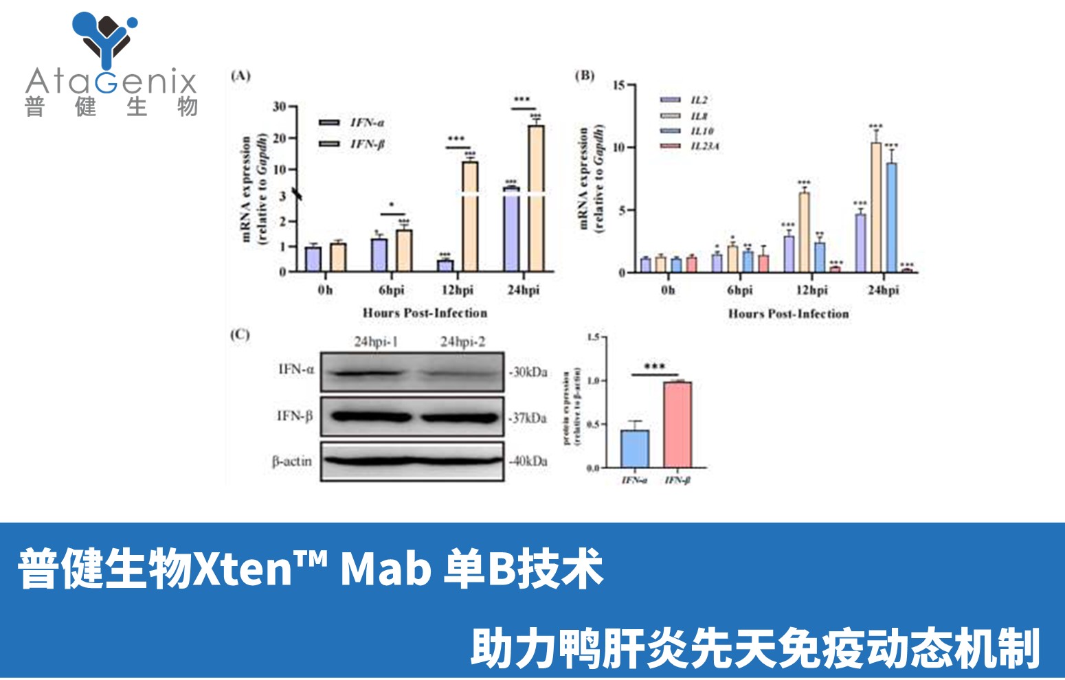 普健生物Xten&trade; Mab 單B技術(shù)助力鴨肝炎先天免疫動(dòng)態(tài)機(jī)制