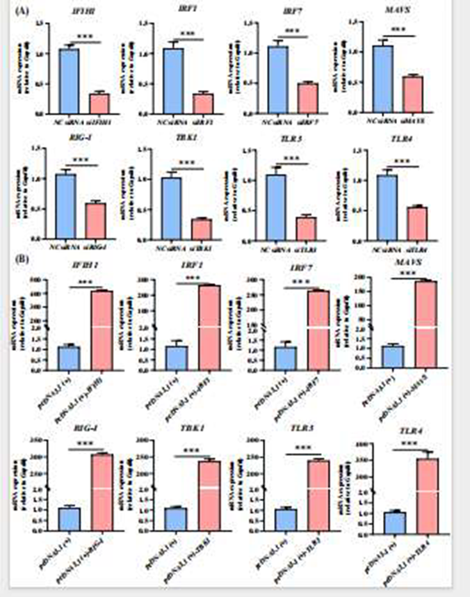 通過qRT-PCR測定的基因沉默和過表達效率