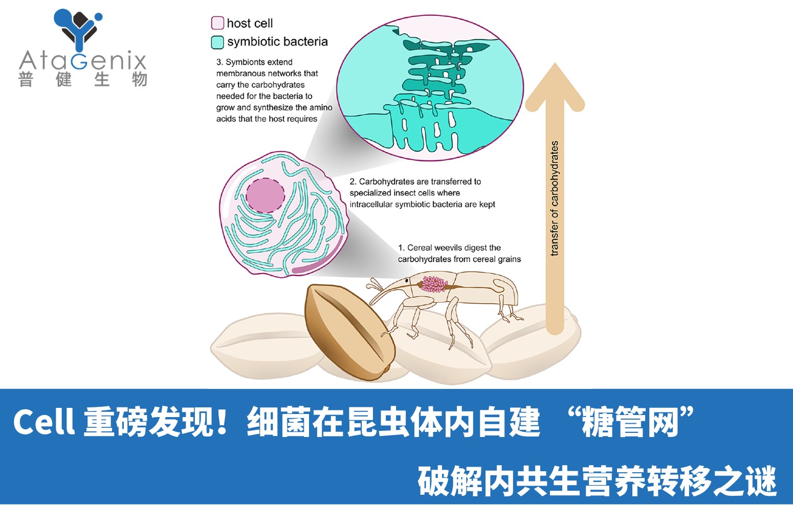Cell 重磅發(fā)現(xiàn)！細(xì)菌在昆蟲體內(nèi)自建 &ldquo;糖管網(wǎng)&rdquo;，破解內(nèi)共生營養(yǎng)轉(zhuǎn)移之謎