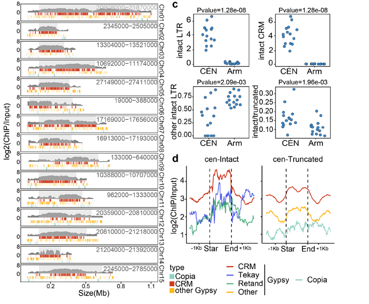 龍眼著絲粒示意圖
