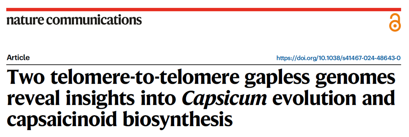 辣椒基因組與中心粒研究