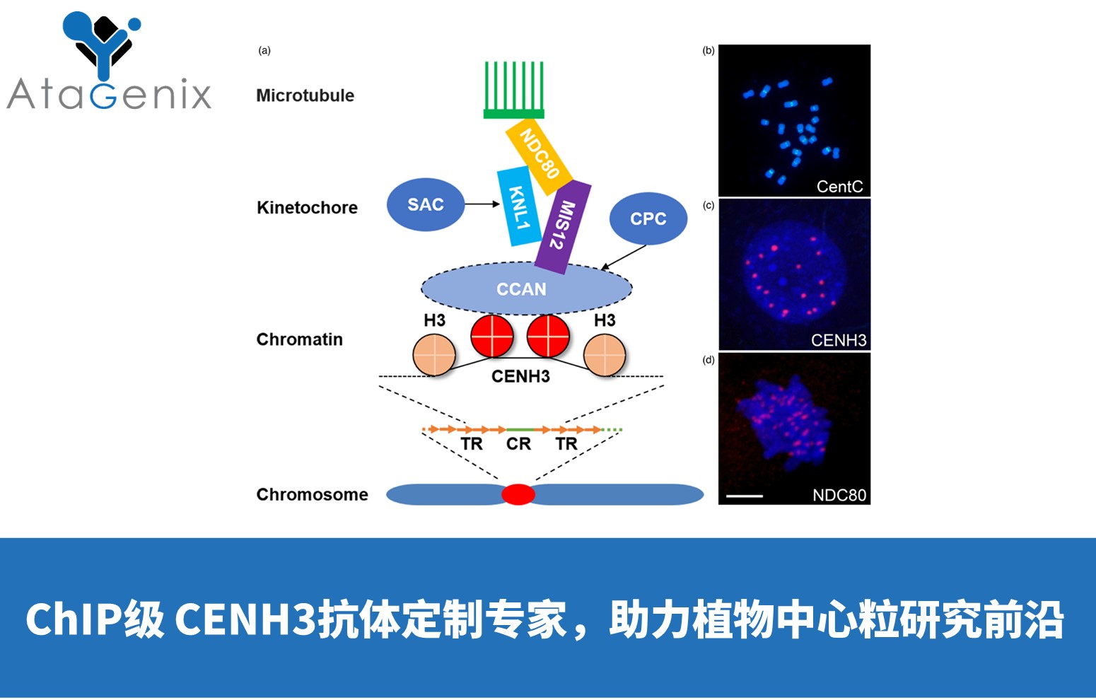 ChIP級 CENH3抗體定制專家，助力植物中心粒研究前沿