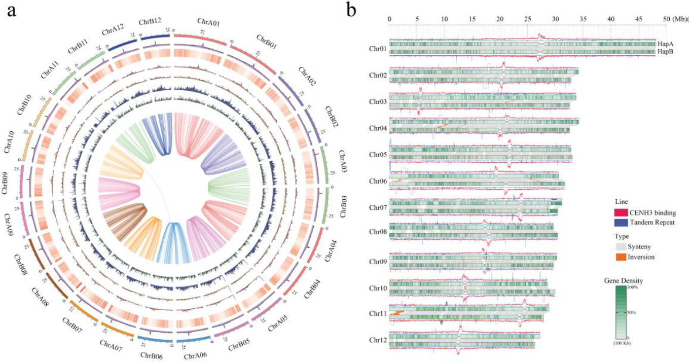棗樹中心粒圖譜