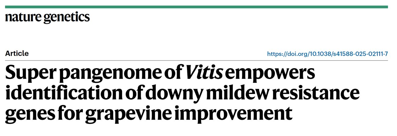 葡萄泛基因組與抗性基因